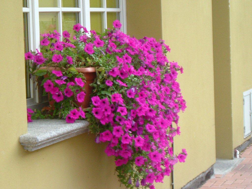 Hotel Del Fiume Cannobio Exterior photo